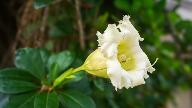 Single white tropical trumpet flower or Solandra longiflora blooming in a garden