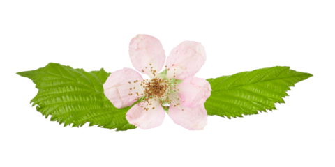 pink blossom on blackberry bush with leaves ioslated on white or transparent png