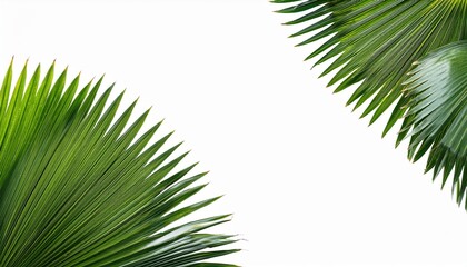 Fototapeta premium green palm trees branch foliage on corner border isolated backgrounds