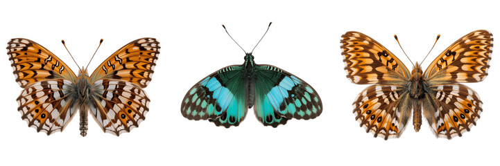 Fototapeta premium Three colorful butterflies on white isolated on transparent background