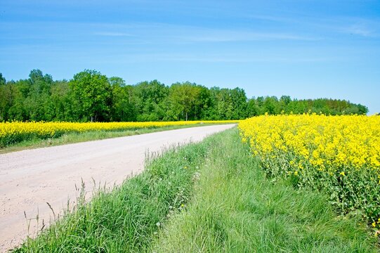 Rapeseed fields Latvia May 2025 by Jon Shore