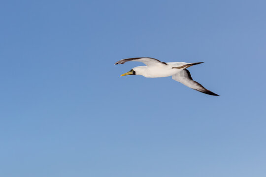 Grote zeevogel die zweeft op de wind boven de zee of oceaan, de Jan-van-gent met zijn kenmerkende gele snavel