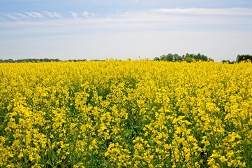 Rapeseed fields Latvia May 2025 by Jon Shore