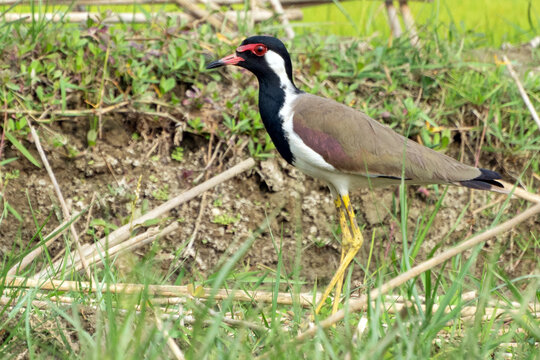Close-up view of a Red-wattled lapwing (Vanellus indicus) bird standing in natural wetland environment, blurred background at Chupi Char. Purbasthali, Bardhaman, West Bengal, India