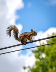 Squirrel Balancing Act - A Moment of Wildlife on a Wire.
