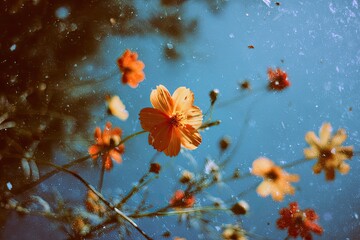 Close-up of vibrant orange wildflowers and buds against a textured, light-blue background