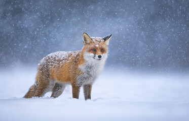 Obraz premium Red fox ( Vulpes vulpes ) in winter scenery