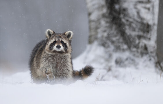 Racoon ( Procyon lotor ) close up