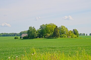 Rapeseed fields Latvia May 2025 by Jon Shore