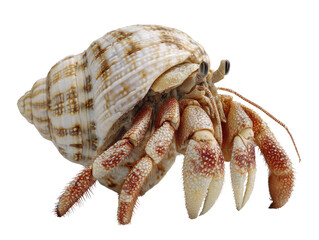 Hermit Crab in Spiral Shell Isolated on White Background