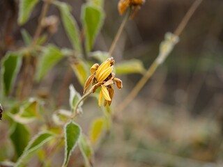 A close-up of a yellow Heliopsis flower covered in frost.