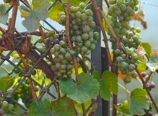 A close-up of green and slightly purple grapes on the vine, growing on a wire trellis.