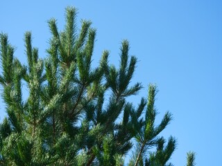 Top of pine tree against a blue sky.
