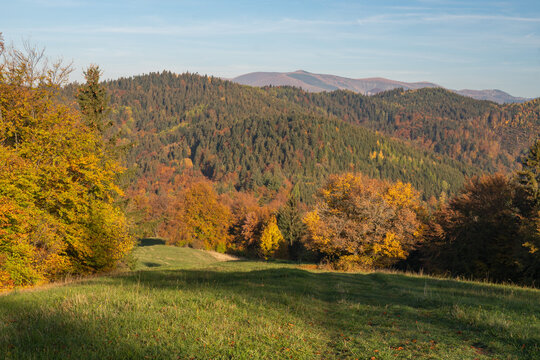 View of the vibrant autumn colors of trees contrasting with the green grass in the foreground in Selce, Banska Bystrica Region, Slovakia.