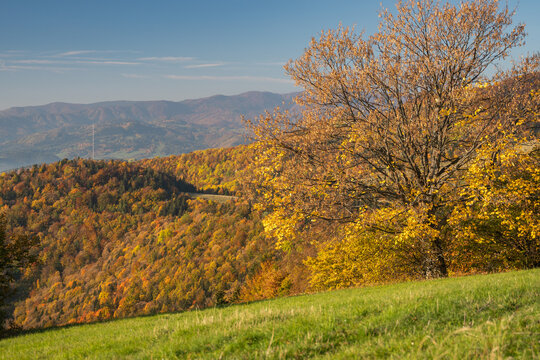 View of golden light bathes the autumnal forest, casting shadows on the rolling hills under a clear blue sky, a serene landscape, Selce, Slovakia.