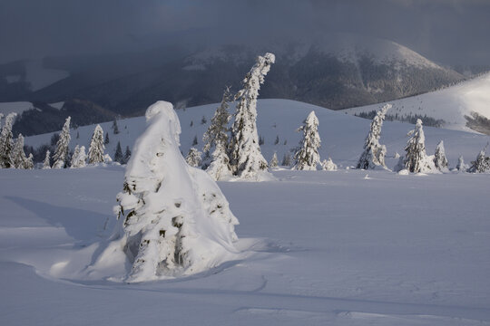 View of snow-laden trees stand as silent sentinels under a brooding sky, their white forms stark against the muted landscape, Kecka, Banska Bystrica Region, Slovakia.