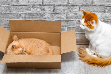 a ginger cat is lying in a cardboard box. a cat observes the behavior of another cat. cat in a box. strange behavior in cats. psychology of cat behavior. two cats in the house. the cat is watching