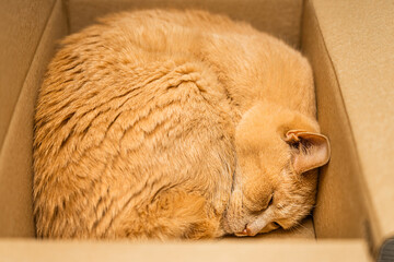 a ginger cat is lying in a cardboard box. cats love boxes. cat in a box. cat habits. cat quirks. homeless cat. 