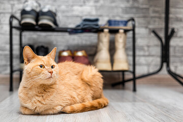 A ginger cat sits on the floor against the backdrop of a home interior. The cat is waiting for its owner to return home. cat in the hallway
