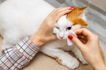  A woman wipes a cat's eye with a cotton pad. eye disease in cats. discharge from the eyes of a cat. 