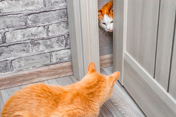 a domestic cat peeks out from behind a half-open door.  a cat is peeping at another cat. a cat peeks through the doorway. funny cat behavior. cat games. 