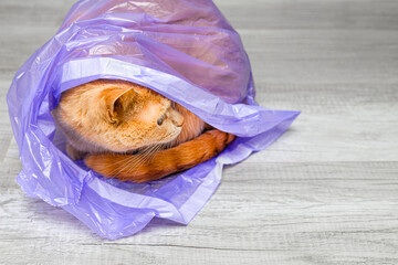 A ginger cat climbed into an empty garbage bag. The cat put a bag on its head. funny cat behavior. High quality photo