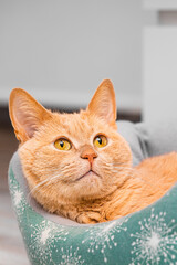 a ginger cat is lying in a bed, vertical photo. soft cat bed. cute cat in a bed. cat with big eyes. Vertical photo