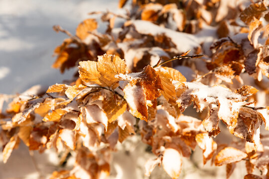 Feuilles s&eacute;ch&eacute;es de couleur brun-dor&eacute;e d'un arbuste &eacute;clair&eacute; par le soleil sous la neige dans une for&ecirc;t en hiver, vue en gros plan 