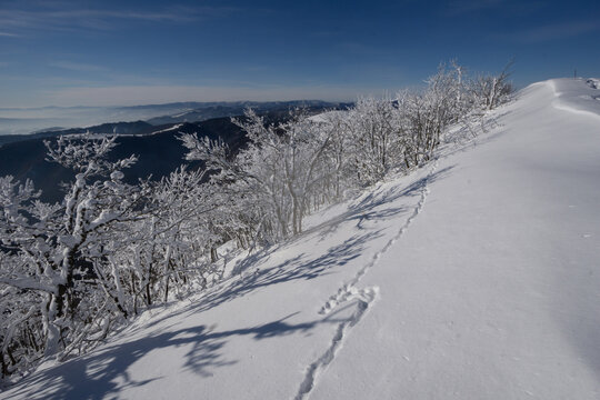 View of a snow-covered ridge with trees coated in frost, animal tracks etched across the pristine surface under a clear blue sky, Nizke Tatry, Banska Bystrica region, Slovakia.