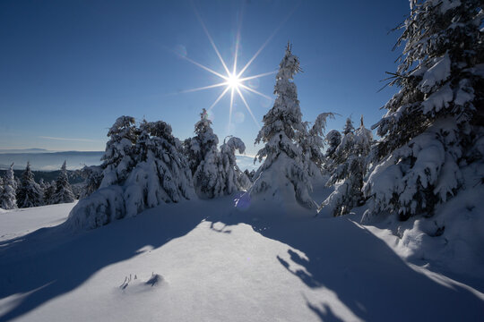View of sun ablaze over snow-laden spruces and firs, casting long shadows across the white ground, a serene winter wonderland, Nizke Tatry, Banska Bystrica region, Slovakia.