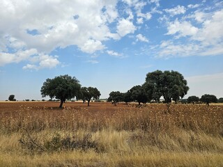tree in the field