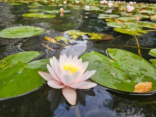 pink water lilies