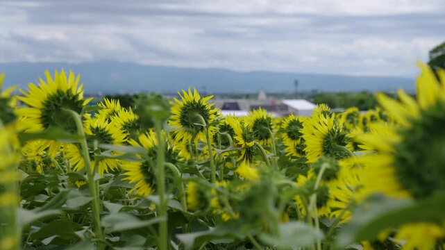 ひまわり畑　北竜町