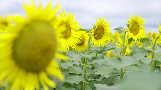 ひまわり畑　北竜町