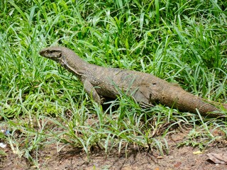 Fototapeta premium Monitor lizard walking through green grass