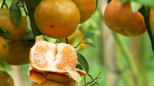 Macro of a peeled and split mandarin orange on a tree branch in a sunlit Vietnamese orchard.