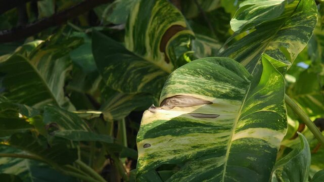 Variegated Golden Pothos or Devil's Ivy Leaves Viewed Through Tree Branches
