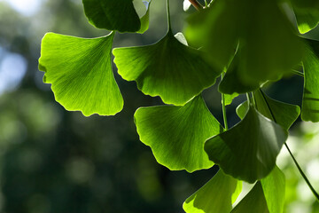 Bright Green Ginkgo Leaves Bathed in Sunlight With Natural Backlight and Shaded Background