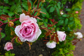 Rose is the king of flowers.