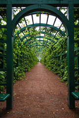 pathway decorated wooden arch tunnel covered in foliage and vines in summer