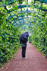 man walking through an arch with green leaves on a rainy day