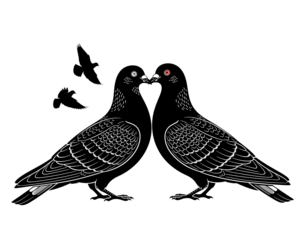 A romantic depiction of two black pigeons sharing a kiss on a dark background isolated on transparent background