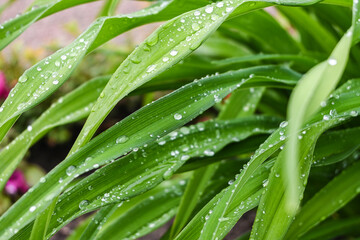 Green grass in nature with raindrops