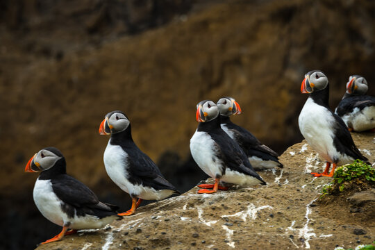 View of a line of Atlantic Puffins with their vibrant orange beaks standing on a rocky outcrop against a blurred cliff backdrop, Saudarkrokur, Drangey Island, Iceland.