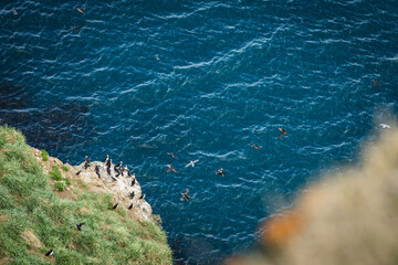 View of seabirds clustering on a grassy cliff edge above the deep blue, textured waters of the Atlantic, Drangey Island, Saudarkrokur, Drangey Island, Iceland.