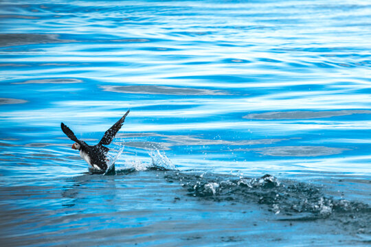 View of a puffin taking flight, wings spread wide, water spraying from its feet against the backdrop of blue waters, Saudarkrokur, Drangey Island, Iceland.