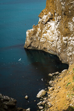 View of rugged cliffs plunging into the deep blue sea, speckled with white seabirds against the earth tones, Saudarkrokur, Drangey Island, Iceland.