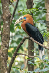 A beautiful adult male Rufous-necked hornbill (Aceros nipalensis) perched on a tree branch in a forest at Mahananda Wildlife Sanctuary, Latpanchar, Darjeeling, West Bengal, India © Shubhrojyoti