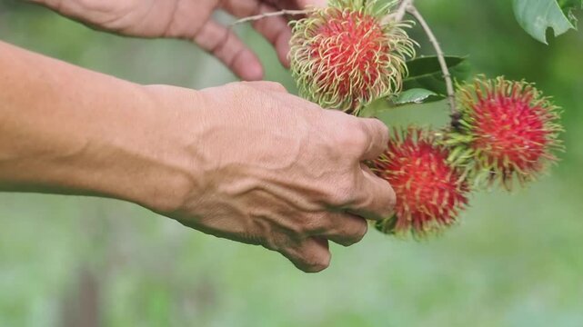 Rambutan, a renowned local fruit of Ban Na San.