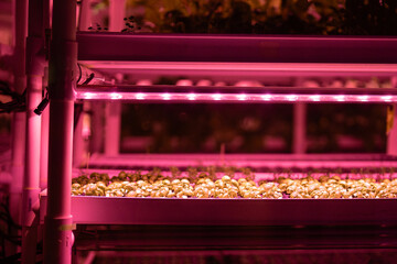 Modern greenhouse growing various salads and greens in trays with soil under growing lights using hydroponic method, smart technologies for gardening, producing products in controlled environment.